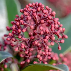 Viburnum Tinus Standard -Flower Harvest Shop 510191 2