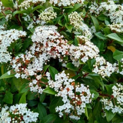 Viburnum Tinus Standard -Flower Harvest Shop 510191 3