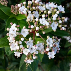 Viburnum Tinus Standard -Flower Harvest Shop 510191 4