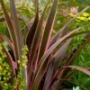 Phormium 'Sundowner Pink'