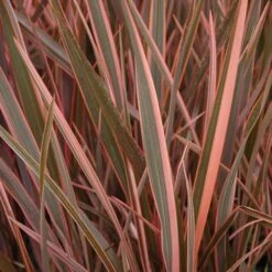 Phormium 'Sundowner Pink' -Flower Harvest Shop 510369 1