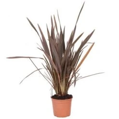 Phormium 'Sundowner Pink' -Flower Harvest Shop 510369 2