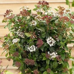 Evergreen Shrub Collection 10 Evergreen Shrub Collection -Flower Harvest Shop 510403 2