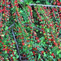 Evergreen Shrub Collection 12 Evergreen Shrub Collection -Flower Harvest Shop 510403 4