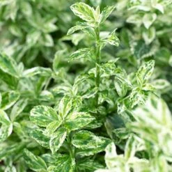 Evergreen Shrub Collection 14 Evergreen Shrub Collection -Flower Harvest Shop 510403 6