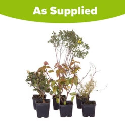 Evergreen Shrub Collection 15 Evergreen Shrub Collection -Flower Harvest Shop 510403 7
