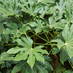 Fatsia Japonica - Castor Oil Plant -Flower Harvest Shop 510428 1