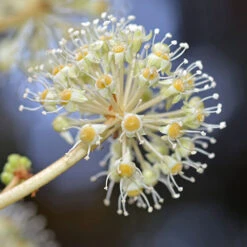 Fatsia Japonica - Castor Oil Plant -Flower Harvest Shop 510428 2