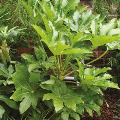 Fatsia Japonica - Castor Oil Plant -Flower Harvest Shop 510428 3
