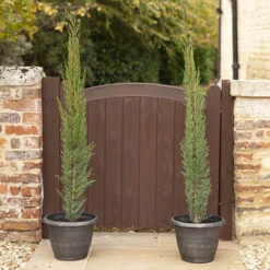 Pair Of Italian Cypress Trees -Flower Harvest Shop 510471 2