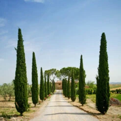 Pair Of Italian Cypress Trees -Flower Harvest Shop 510471 4