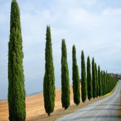 Pair Of Italian Cypress Trees -Flower Harvest Shop 510471 5