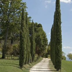 Pair Of Italian Cypress Trees -Flower Harvest Shop 510471 7