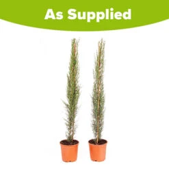 Pair Of Italian Cypress Trees -Flower Harvest Shop 510471 8