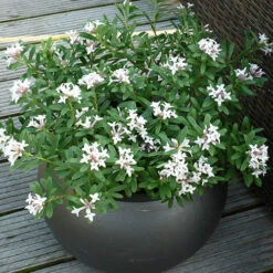 Daphne 'Eternal Fragrance' -Flower Harvest Shop 510531 1