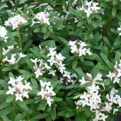 Daphne 'Eternal Fragrance' -Flower Harvest Shop 510531 2