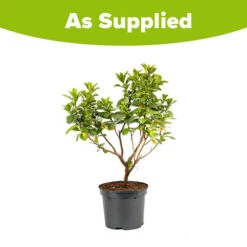 Escallonia 'Pink Elle' -Flower Harvest Shop 510545 2