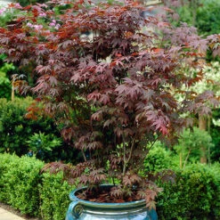 Acer Palmatum 'Atropurpureum' Japanese Maple