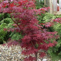 Acer Palmatum 'Atropurpureum' Japanese Maple -Flower Harvest Shop 510649 2