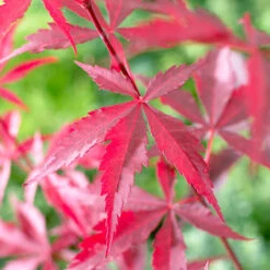 Acer Palmatum 'Atropurpureum' Japanese Maple -Flower Harvest Shop 510649 3