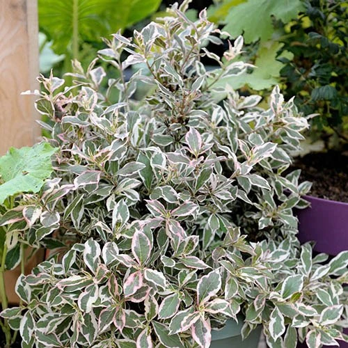 Weigela Florida 'Monet' 2 Weigela Florida 'Monet' - Image 2