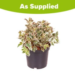 Weigela Florida 'Monet' 5 Weigela Florida 'Monet' -Flower Harvest Shop 510710 2