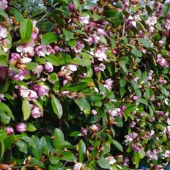 Magnolia 'Fairy Blush' -Flower Harvest Shop 510733 2