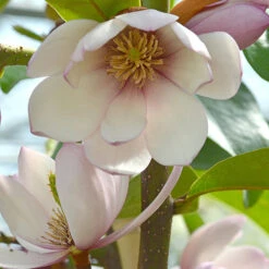 Magnolia 'Fairy Blush' -Flower Harvest Shop 510733 3