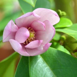 Magnolia 'Fairy Blush' -Flower Harvest Shop 510733 4