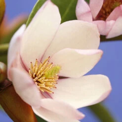 Magnolia 'Fairy Blush' -Flower Harvest Shop 510733 5