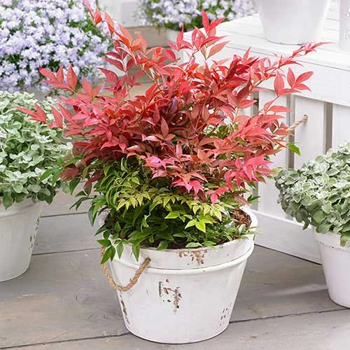 Nandina 'Obsessed' - Sacred Bamboo 1 Nandina 'Obsessed' - Sacred Bamboo