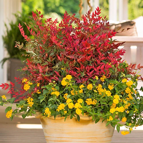 Nandina 'Obsessed' - Sacred Bamboo 3 Nandina 'Obsessed' - Sacred Bamboo - Image 3