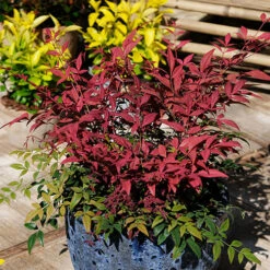 Nandina 'Obsessed' - Sacred Bamboo 12 Nandina 'Obsessed' - Sacred Bamboo -Flower Harvest Shop 510759 3