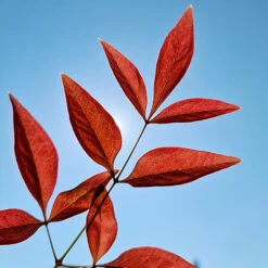 Nandina 'Obsessed' - Sacred Bamboo 13 Nandina 'Obsessed' - Sacred Bamboo -Flower Harvest Shop 510759 4