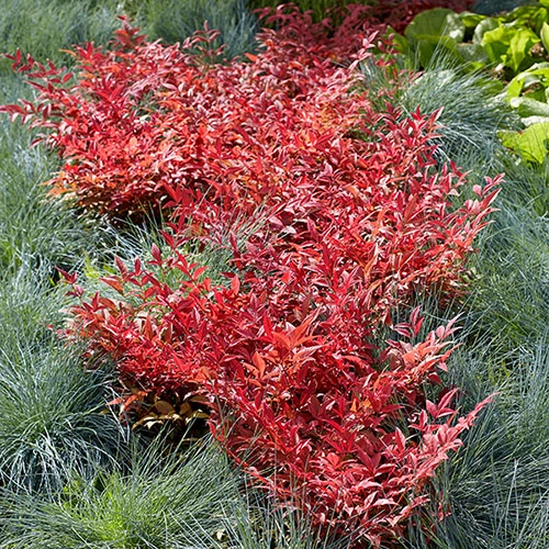 Nandina 'Obsessed' - Sacred Bamboo 6 Nandina 'Obsessed' - Sacred Bamboo - Image 6