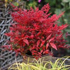 Nandina 'Obsessed' - Sacred Bamboo 15 Nandina 'Obsessed' - Sacred Bamboo -Flower Harvest Shop 510759 6
