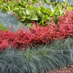 Nandina 'Obsessed' - Sacred Bamboo 16 Nandina 'Obsessed' - Sacred Bamboo -Flower Harvest Shop 510759 7