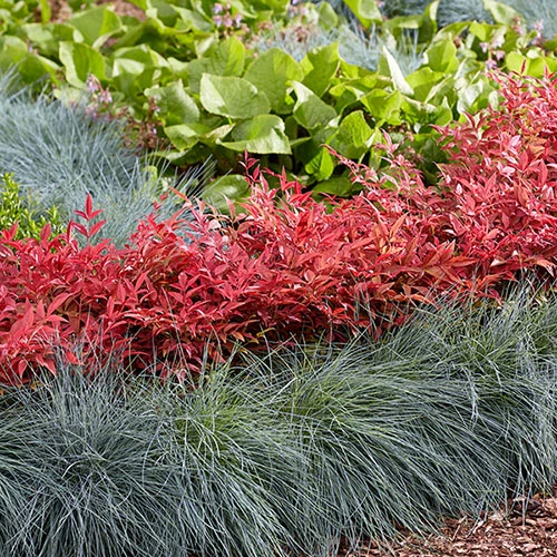 Nandina 'Obsessed' - Sacred Bamboo 8 Nandina 'Obsessed' - Sacred Bamboo - Image 8