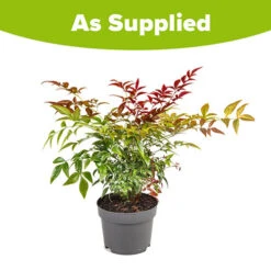 Nandina 'Obsessed' - Sacred Bamboo 17 Nandina 'Obsessed' - Sacred Bamboo -Flower Harvest Shop 510759 8