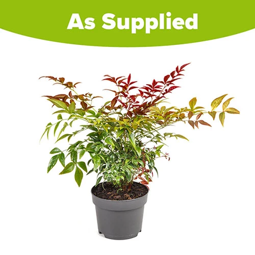Nandina 'Obsessed' - Sacred Bamboo 9 Nandina 'Obsessed' - Sacred Bamboo - Image 9