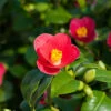 Camellia Vernalis 'Yuletide'