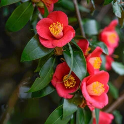 Camellia Vernalis 'Yuletide' -Flower Harvest Shop 510818 2