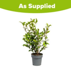 Camellia Vernalis 'Yuletide' -Flower Harvest Shop 510818 3