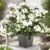 Hydrangea 'Runaway Bride'