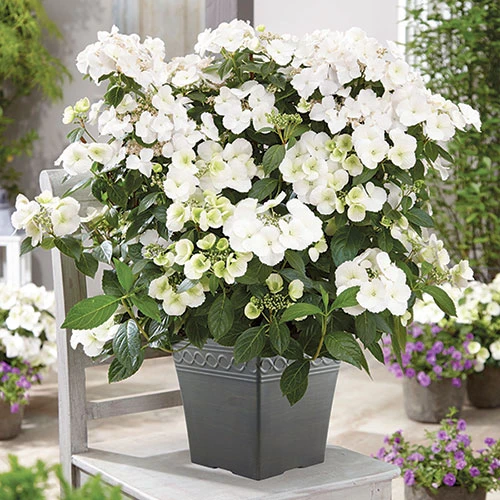Hydrangea 'Runaway Bride' 1 Hydrangea 'Runaway Bride'