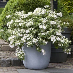 Hydrangea 'Runaway Bride' 11 Hydrangea 'Runaway Bride' -Flower Harvest Shop 510841 2