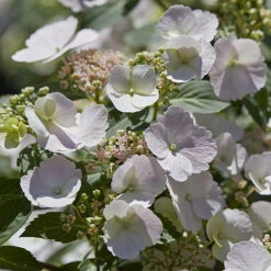 Hydrangea 'Runaway Bride' 12 Hydrangea 'Runaway Bride' -Flower Harvest Shop 510841 3