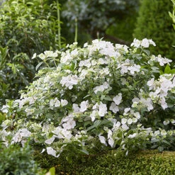 Hydrangea 'Runaway Bride' 13 Hydrangea 'Runaway Bride' -Flower Harvest Shop 510841 4