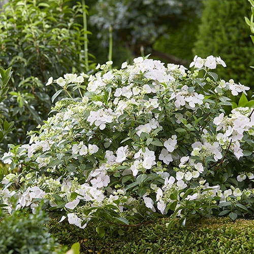 Hydrangea 'Runaway Bride' 5 Hydrangea 'Runaway Bride' - Image 5