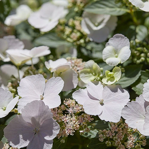 Hydrangea 'Runaway Bride' 8 Hydrangea 'Runaway Bride' - Image 8